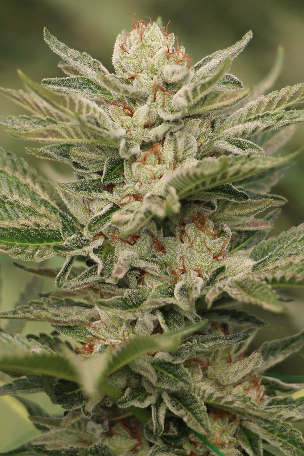 Sapphire Scout Feminised Seeds