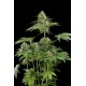 Moby Dick Feminised Seeds