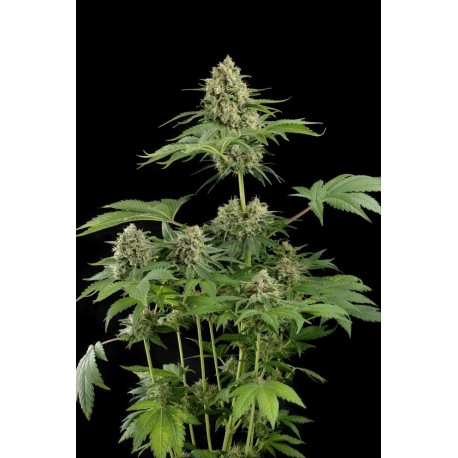 Moby Dick Feminised Seeds